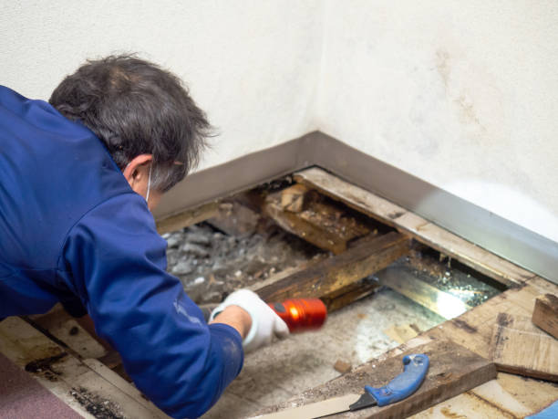 Professional Mold Removal in Tallassee, AL