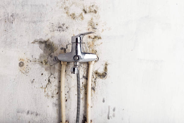Best Mold Removal Near Me  in Tlassee, AL