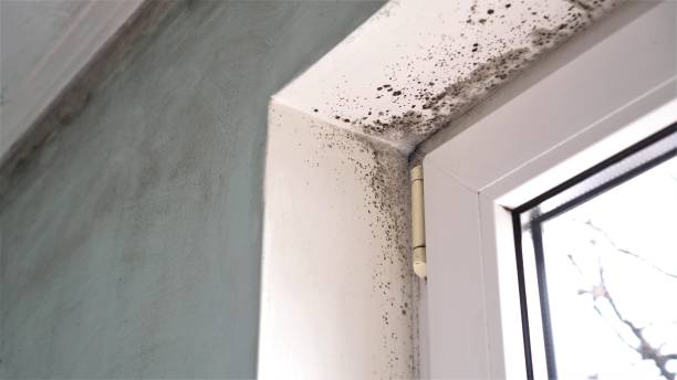 Best Home Mold Removal  in Tlassee, AL