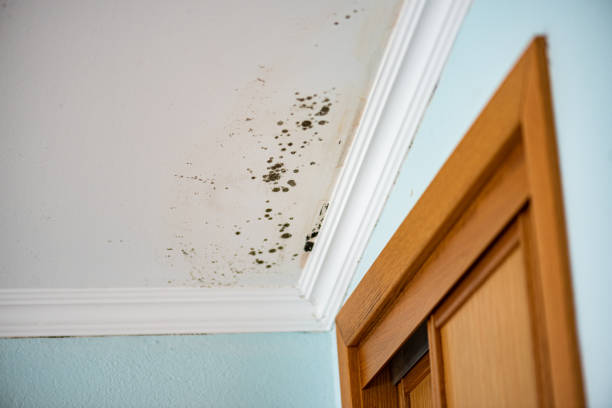 Best Certified Mold Removal  in Tlassee, AL