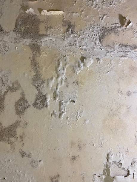 Best Mold Removal Company Near Me  in Tlassee, AL