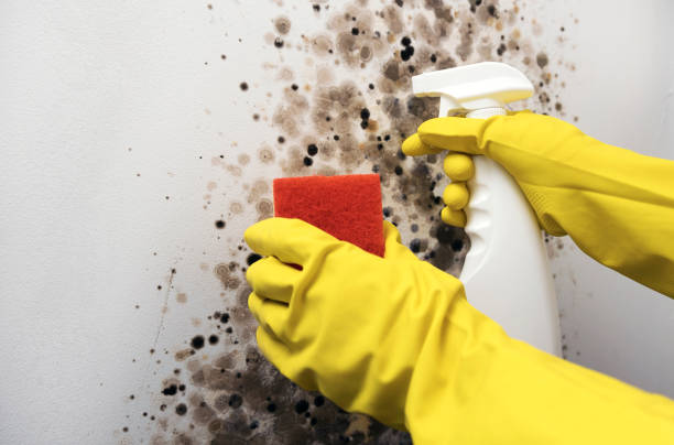 Best Local Mold Removal Service  in Tlassee, AL