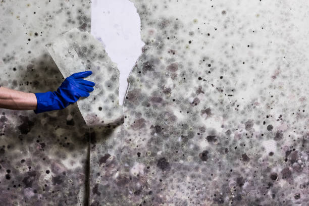 Best Professional Mold Removal  in Tlassee, AL