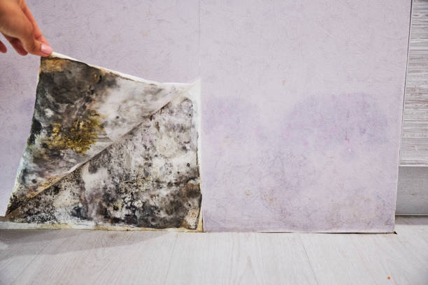 Best Mold Damage Repair  in Tlassee, AL